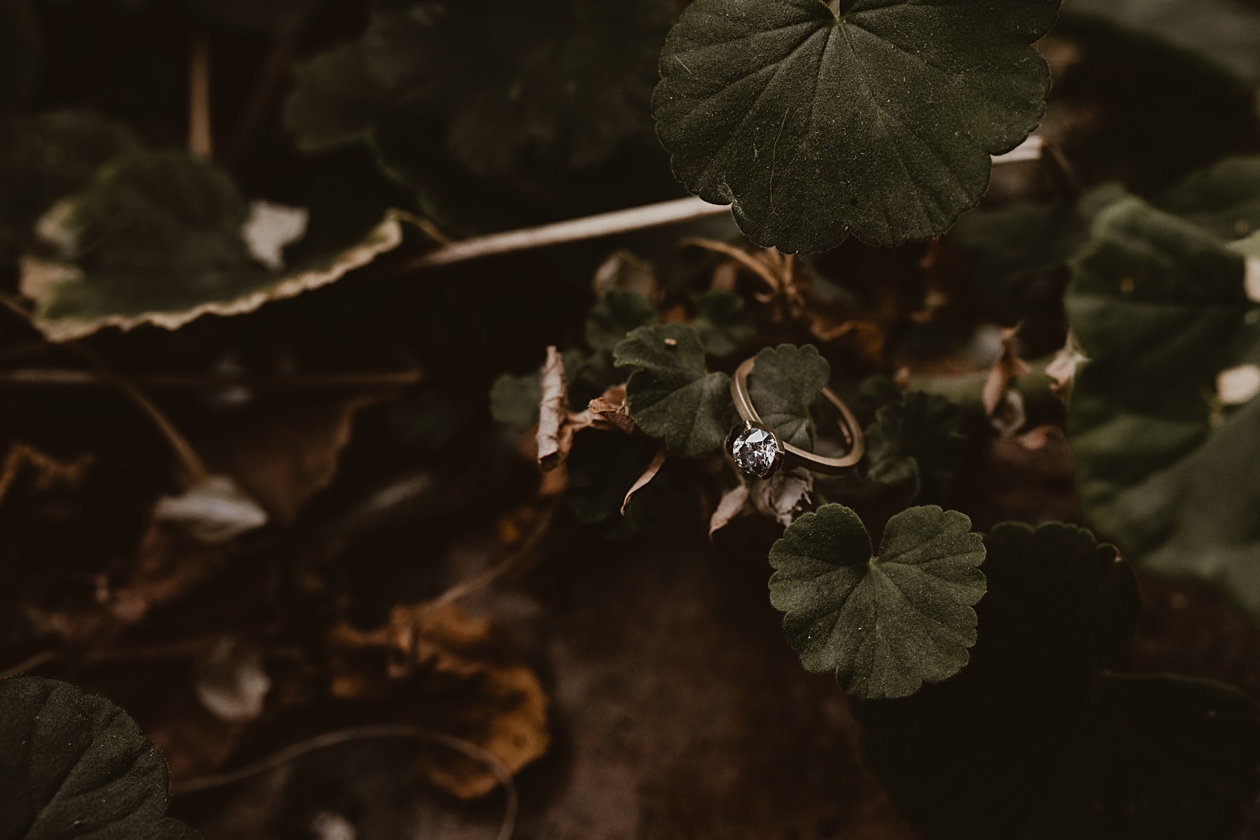 Wedding ring in foliage