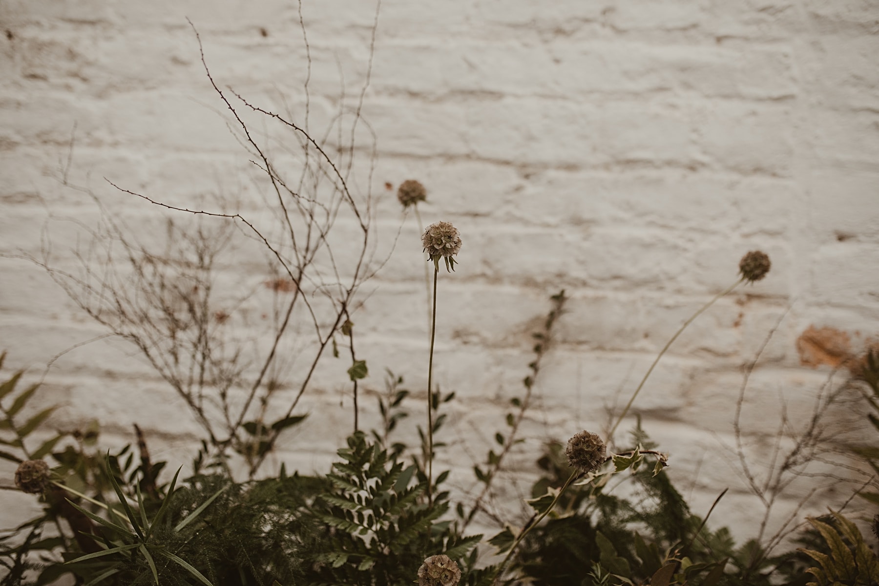 Summer house foliage